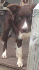 Lost Dog