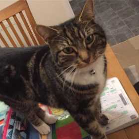 Lost Cat
