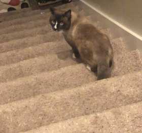 Lost Cat