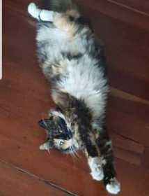 Lost Cat