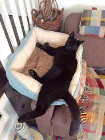 Lost Cat