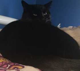 Lost Cat