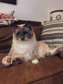Lost Cat