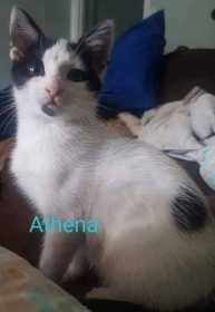 Lost Cat
