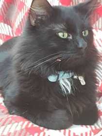 Lost Cat