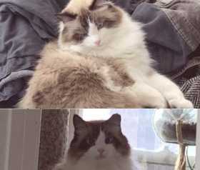 Lost Cat