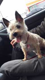 Lost Dog