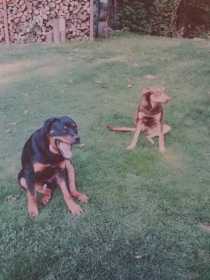 Lost Dog