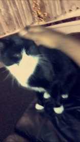 Lost Cat
