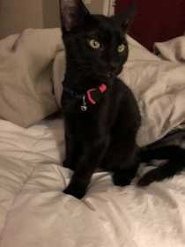Lost Cat