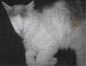 Lost Cat