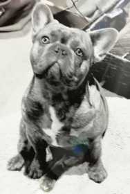 Lost Dog