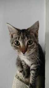 Lost Cat