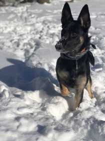 Lost Dog