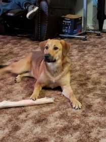 Lost Dog