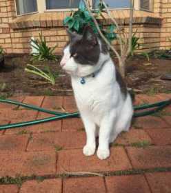 Lost Cat