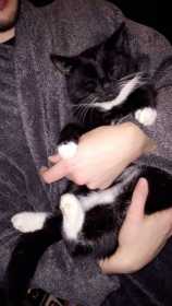 Lost Cat