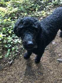 Lost Dog