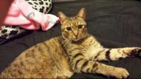 Lost Cat