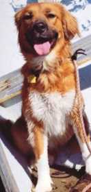 Lost Dog