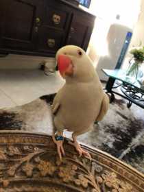 Lost Indian Ringneck Parakeet