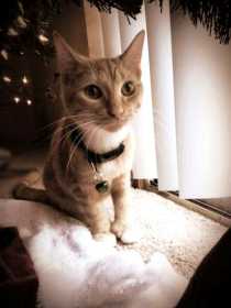 Lost Cat