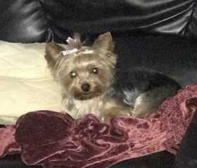 Lost Dog