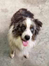 Lost Dog