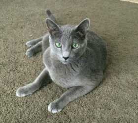 Lost Cat
