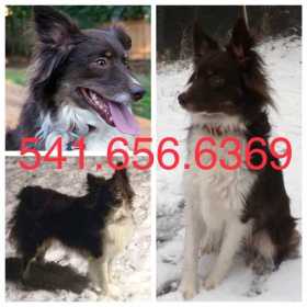 Lost Dog