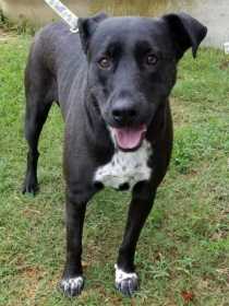 Lost Dog