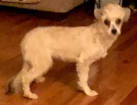 Lost Dog