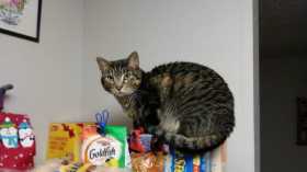 Lost Cat