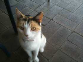 Lost Cat