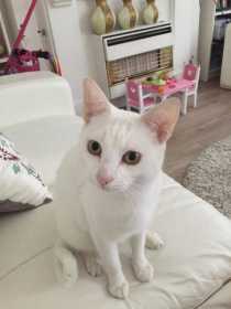 Lost Cat