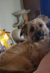 Lost Dog