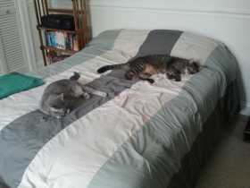 Lost Cat