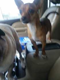 Lost Dog