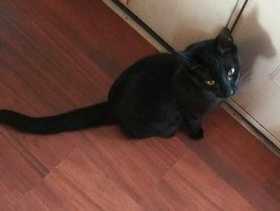 Lost Cat