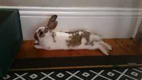 Lost Rabbit