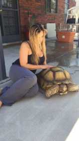 Lost Turtle