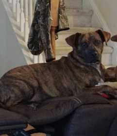 Lost Dog
