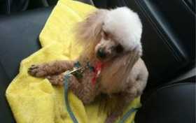 Lost Dog
