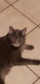 Lost Cat