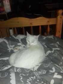 Lost Cat