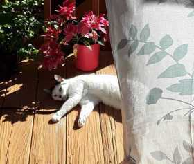Lost Cat