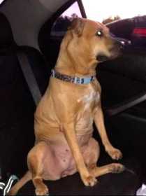 Lost Dog