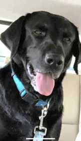 Lost Dog