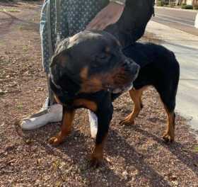 Lost Dog