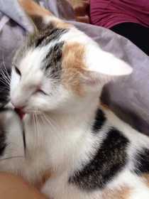 Lost Cat